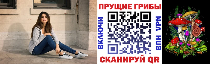 где купить наркоту  Серафимович  Псилоцибиновые грибы Cubensis 